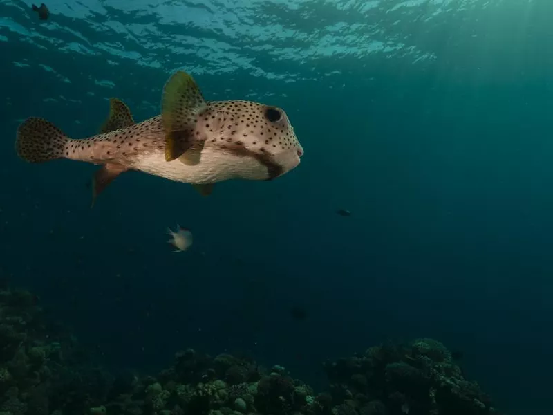 Porcupinefish in the Red Sea.