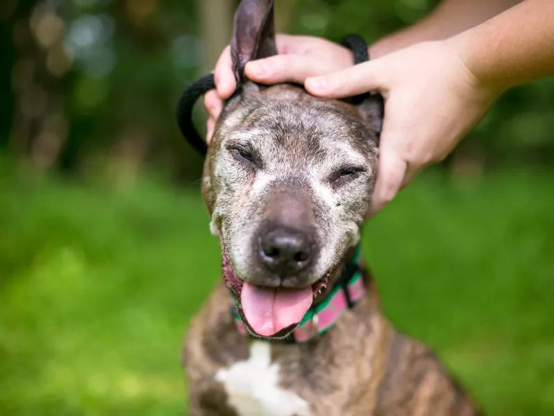 A person petting a happy senior dog