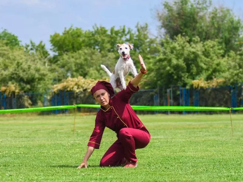 Canine Freestyle
