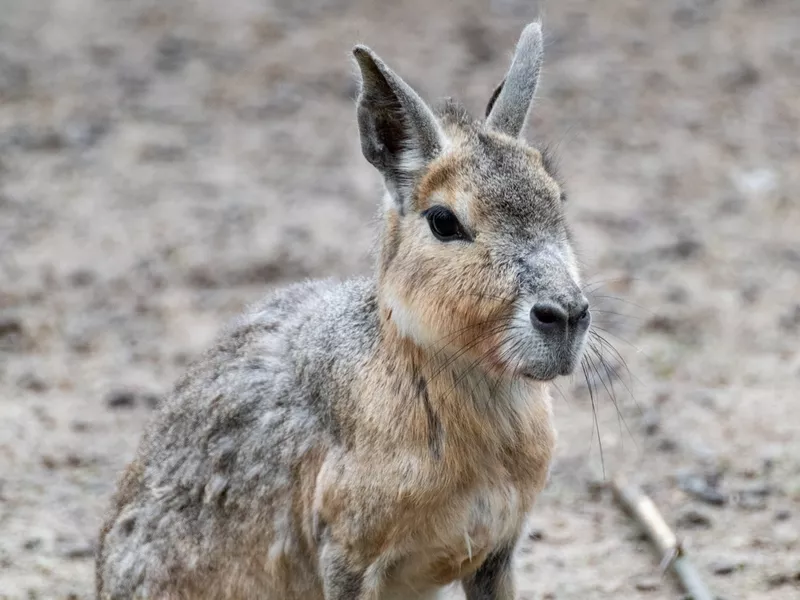 Patagonian Cavy