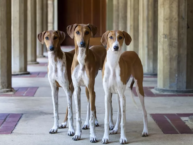 Azawakh puppies