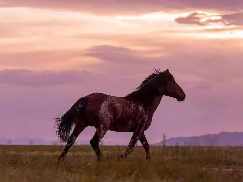 Mustang horse