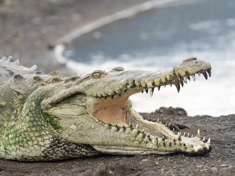 American Crocodile with mouth open at Tarcoles River, Costa Rica