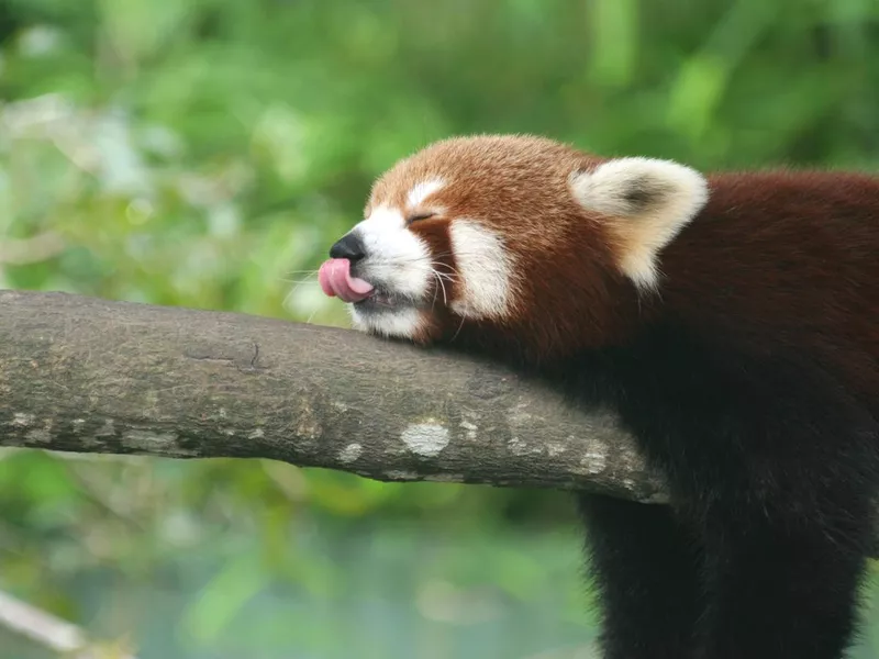 Red panda sticking out tongue