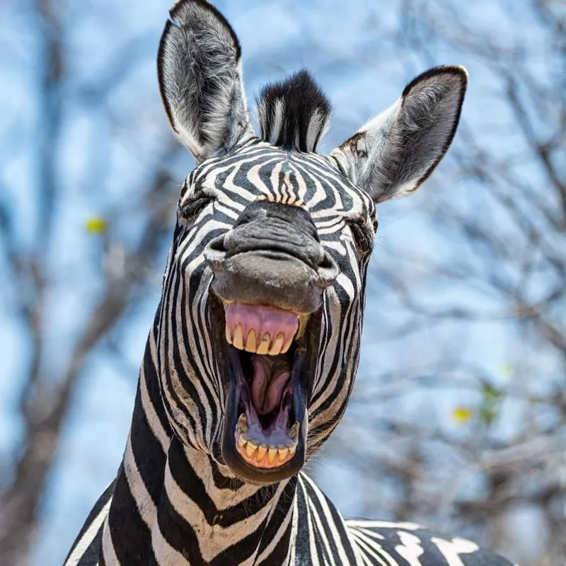 zebra