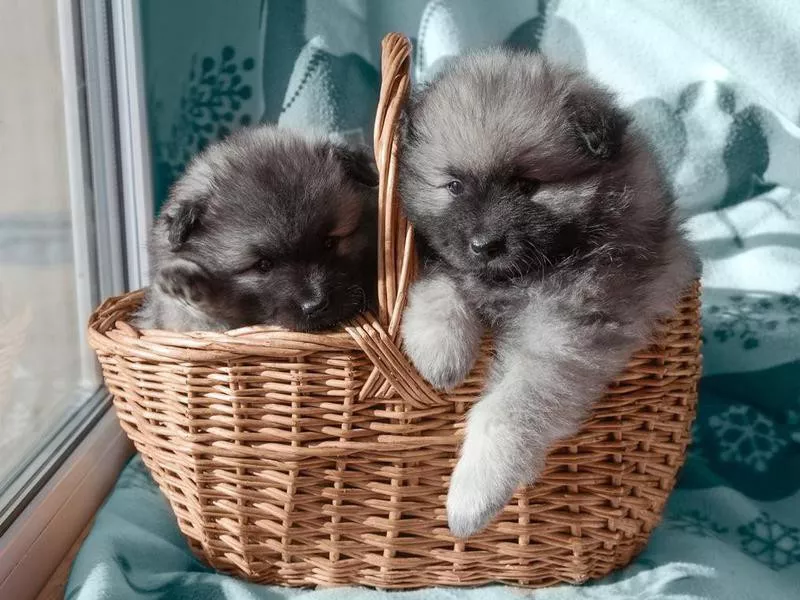 Keeshond pups
