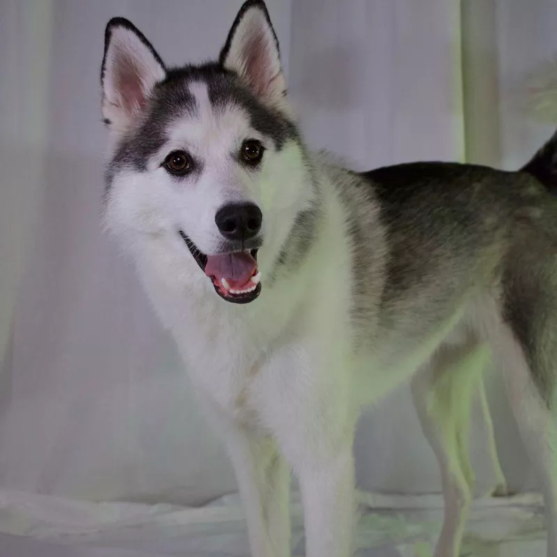 Bottom Line: Husky American Eskimo Mix