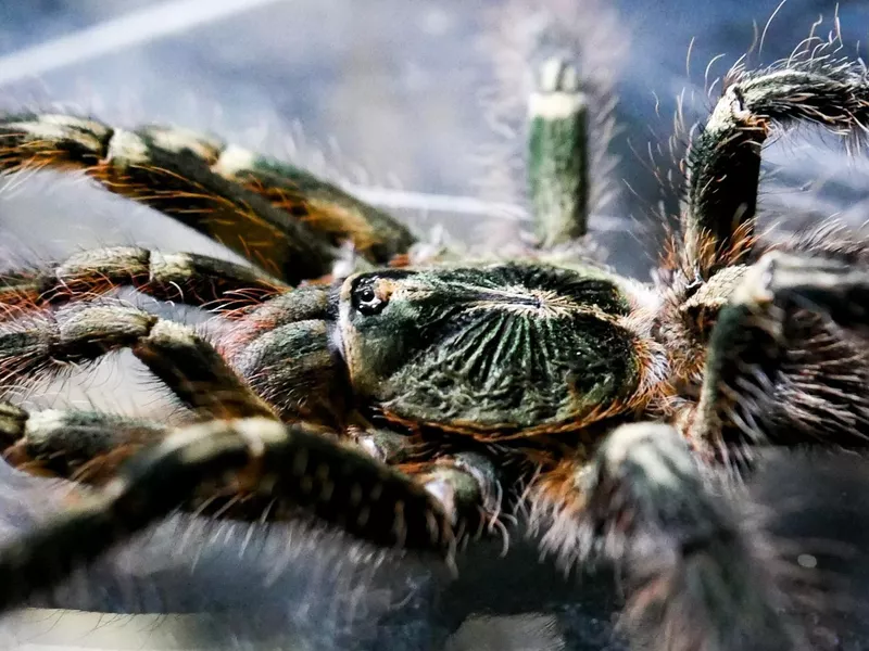 Fringed Ornamental Tarantula