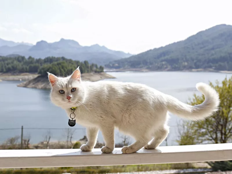 Turkish Angora