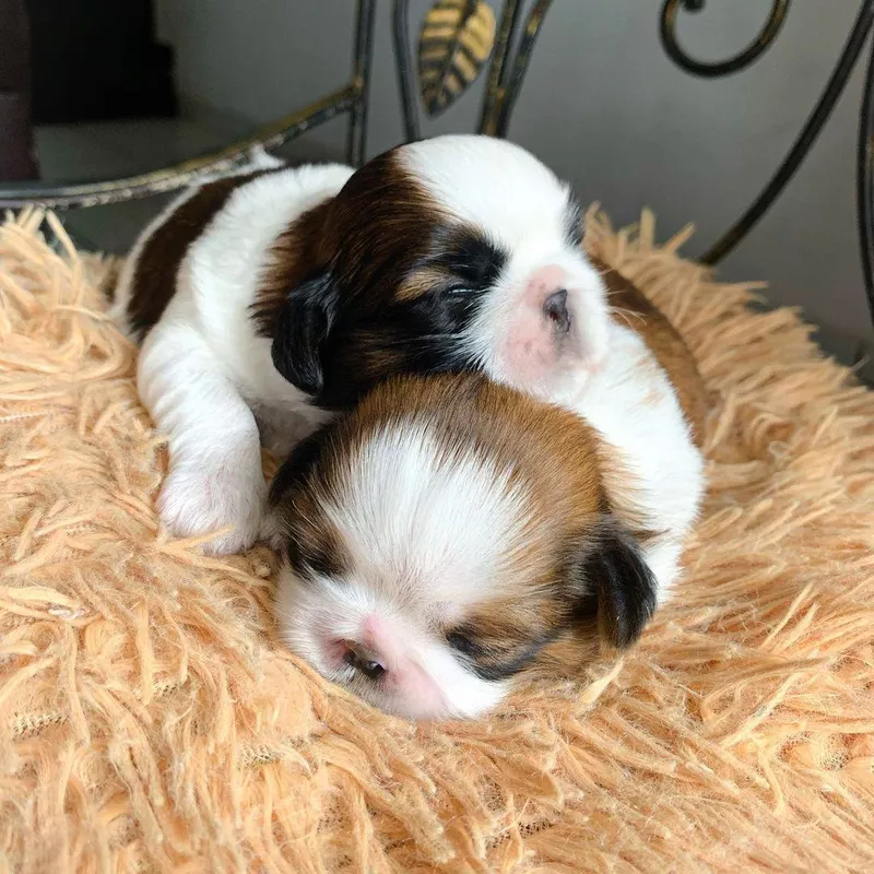 Shih Tzu Newborns