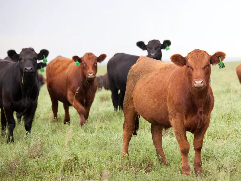 Cattle Herd and Ranching on the Great Plains