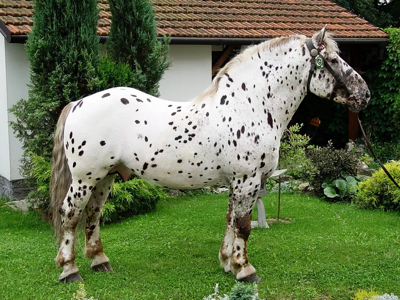 Noriker