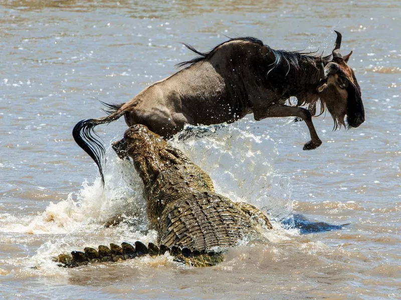 Crocodile attack