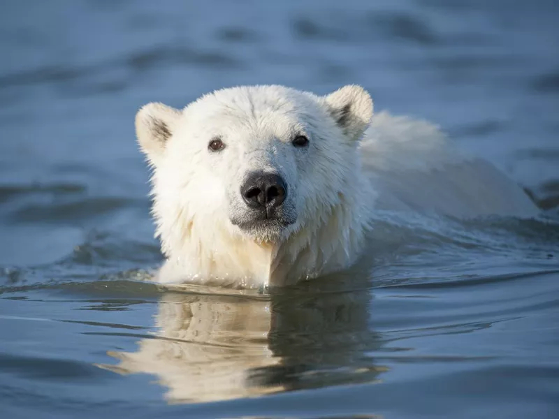 Polar Bear in Water