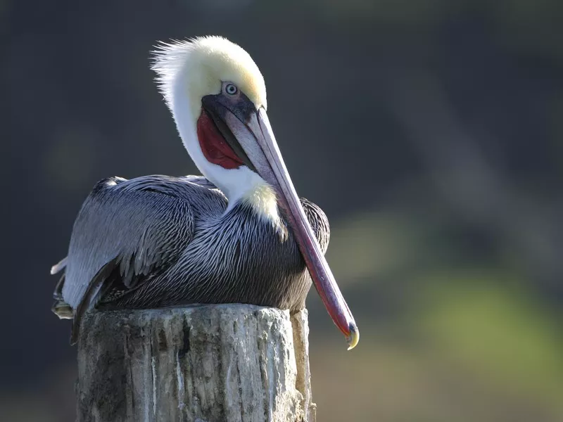 Brown Pelican on Piling