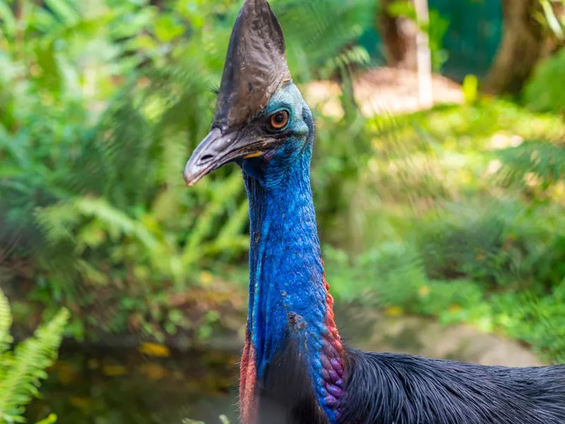 Southern Cassowary
