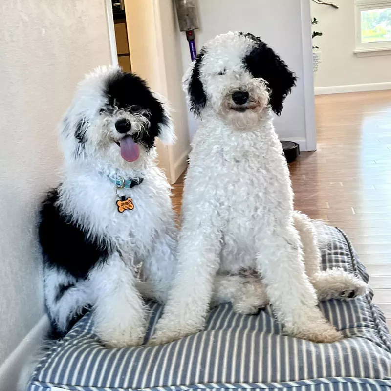 Two sheepadoodle friends