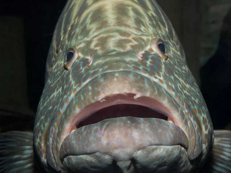 Monster Grouper