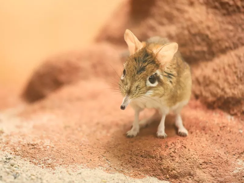 Rufous elephant shrew