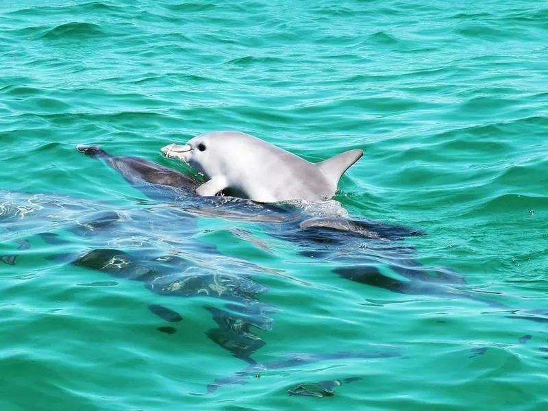 Baby bottlenose dolphin
