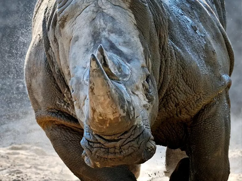 Rhino attacking
