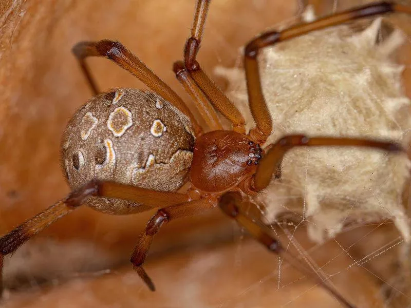 Brown widow
