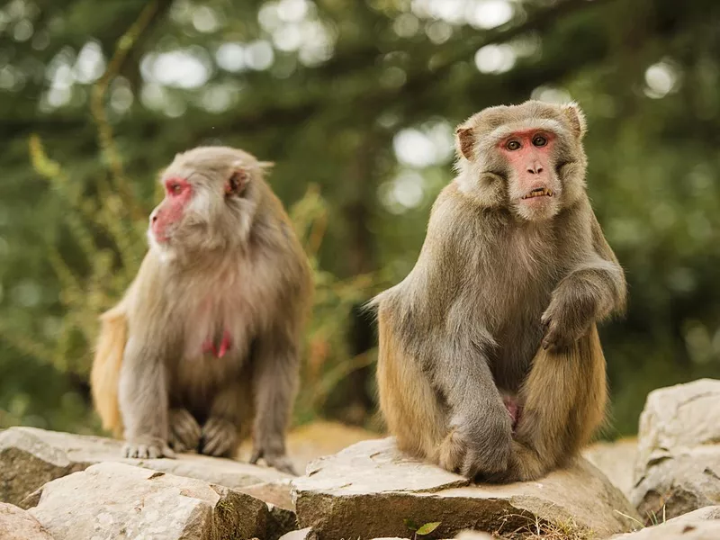 Monkey Buffet Festival