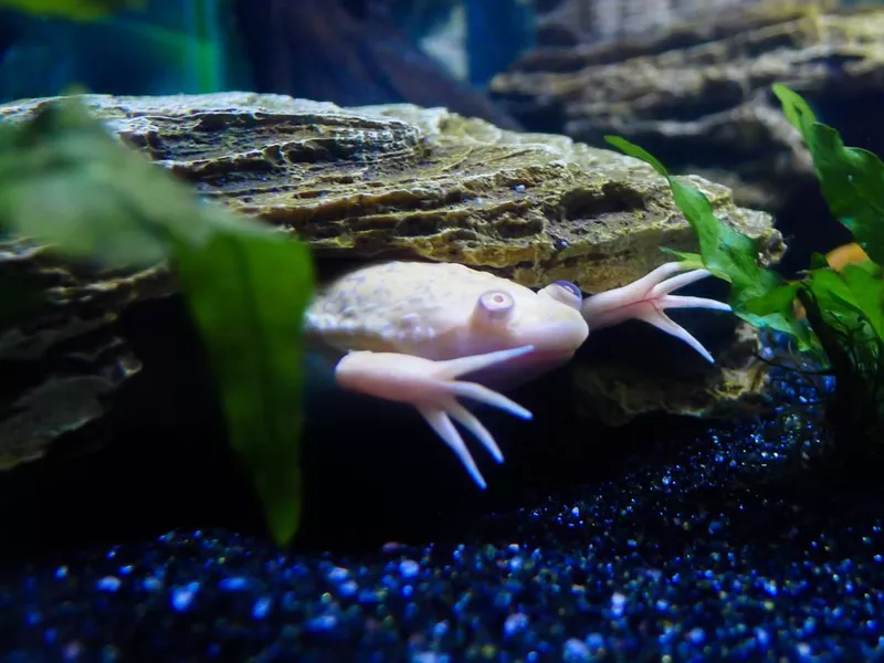 Scary Amphibian