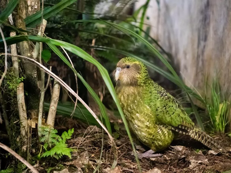 Kakapo