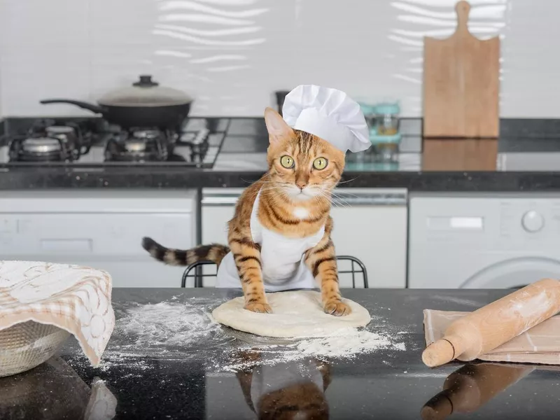 A domestic cat rolls out pizza dough on the kitchen table using a rolling pin.