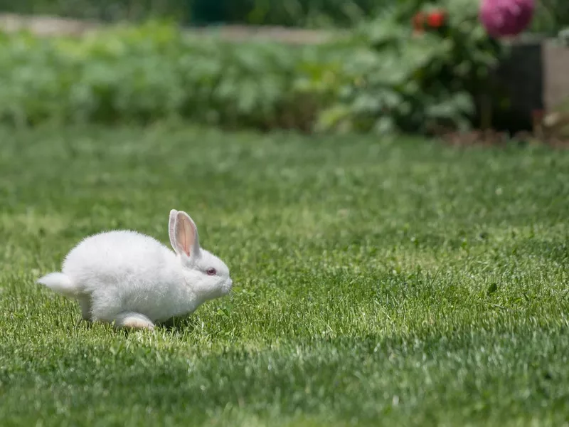 Cute cottontail bunny rabbit running in the garden