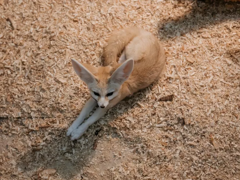 Fennec fox (Vulpes zerda)
