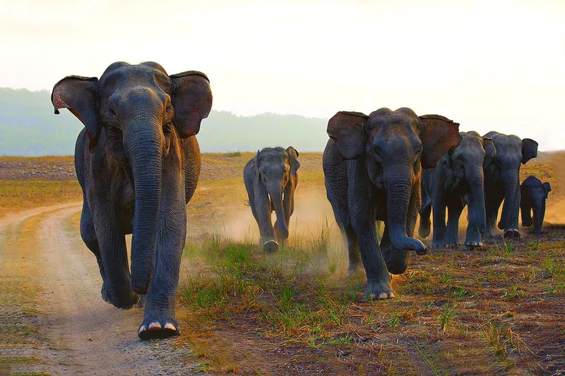The herd