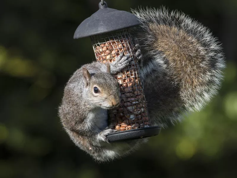 Grey Squirrel hugging birds peanuts