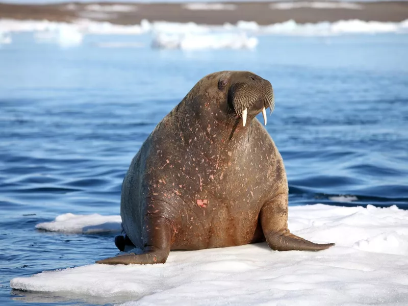 Walrus cow