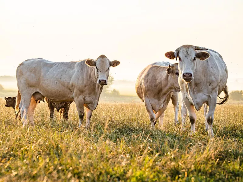 Chianina breed cattle during morning hours of the day