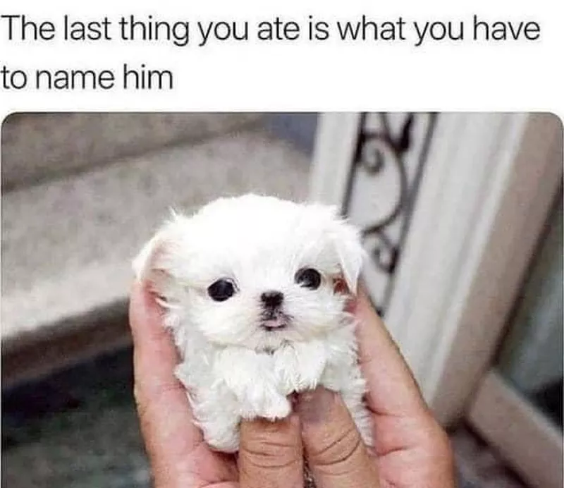 Cute puppy
