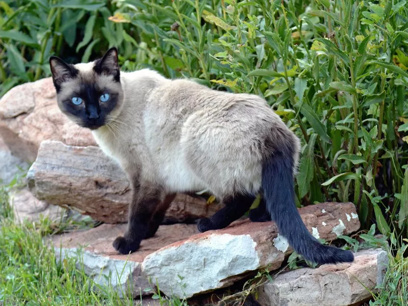 Siamese Cat