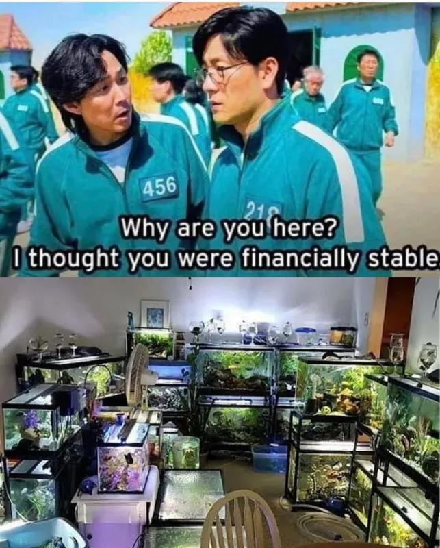 Pet fish meme