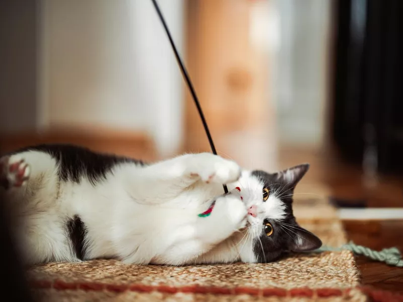 Cute pet cat