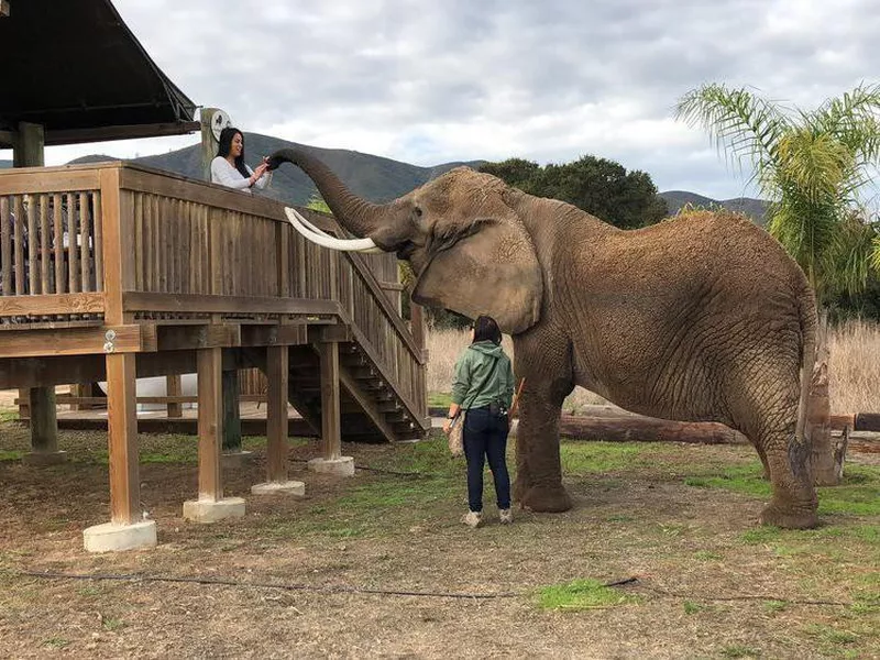 Elephant at Monterey Zoo