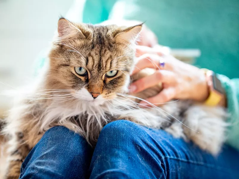 Siberian cat in lap