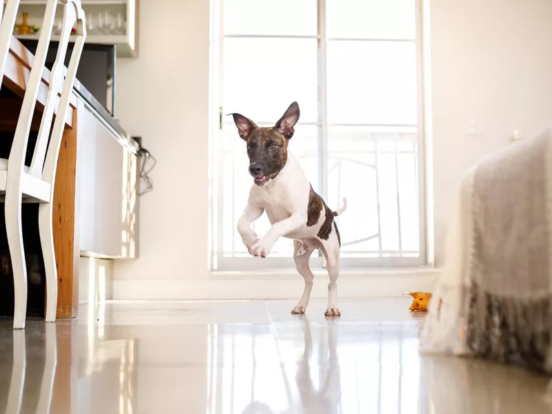 Puppy running through living room