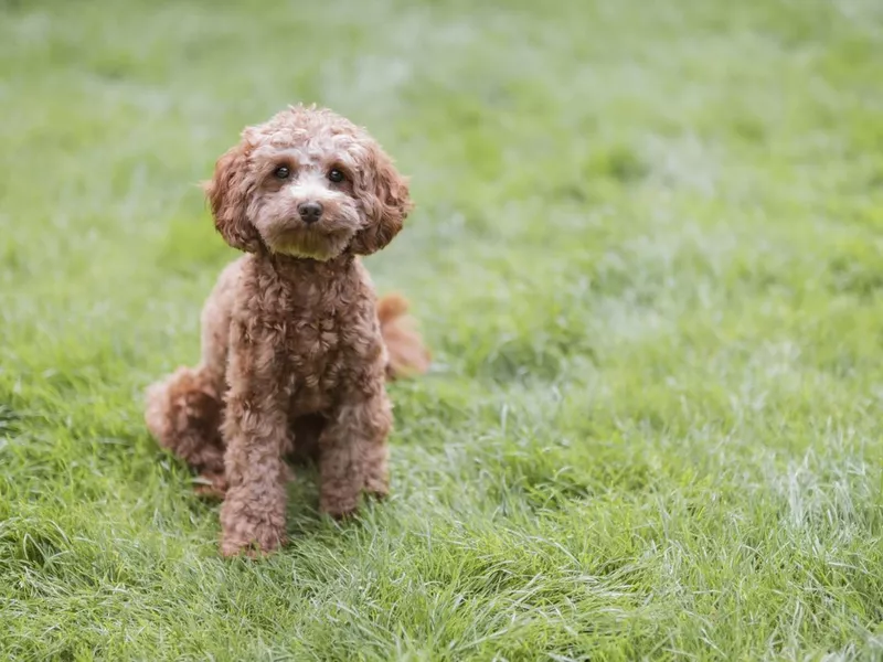 Cavapoo puppy