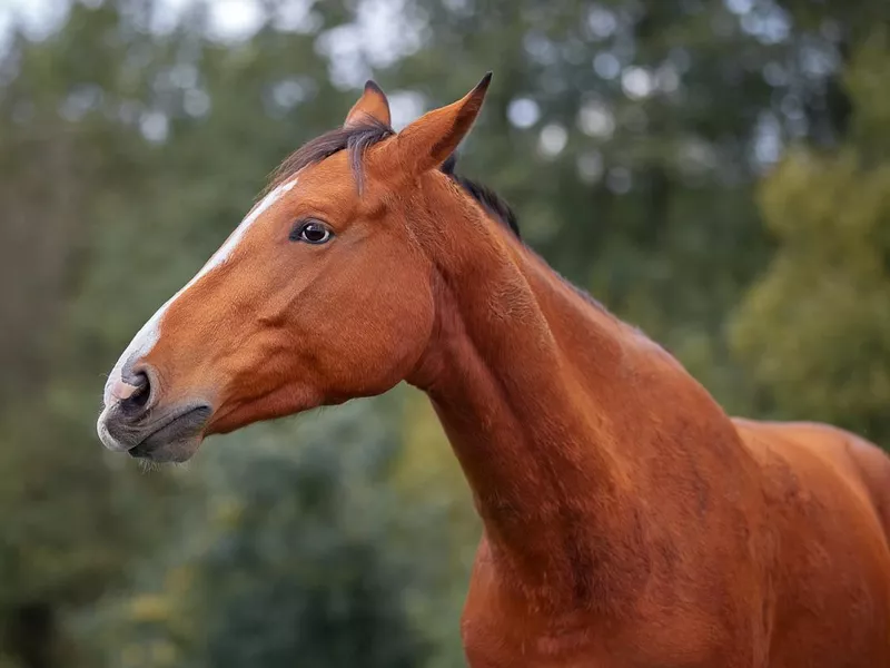 Hanoverian