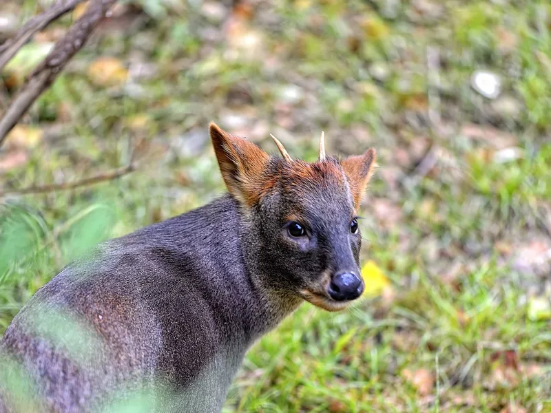 Muntjac Deer