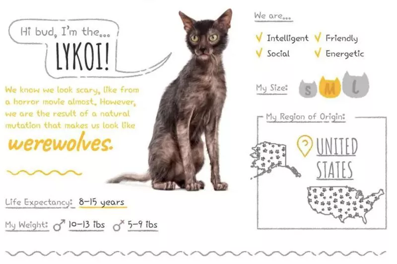 Lykoi Summary