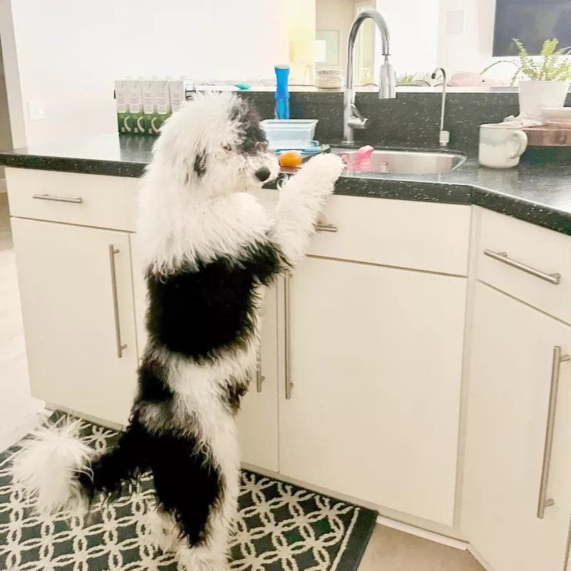 Sheepadoodle standing in the kitchen