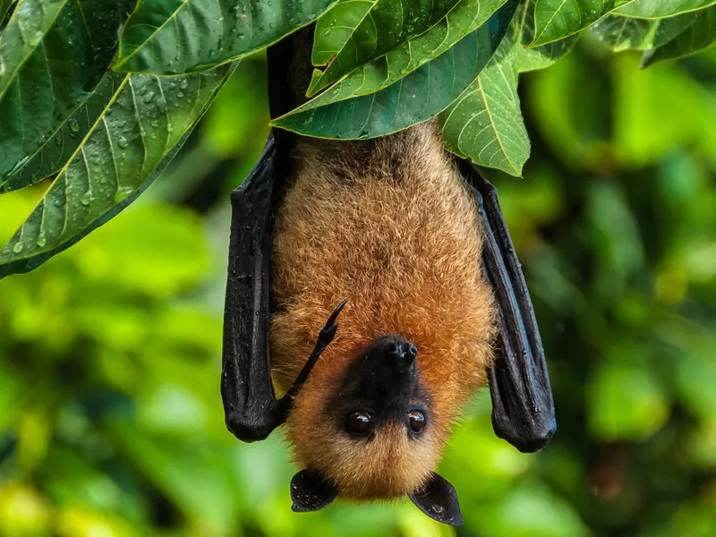 Seychelles fruit bat or flying fox Pteropus seychellensis at La Digue,Seychelles