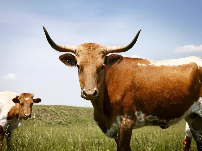 Longhorn steer in grassy field under blue sky